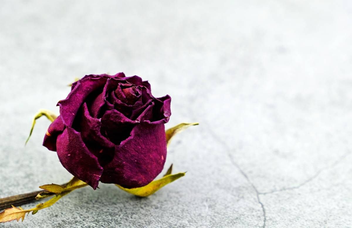 withered rose on cracked surface