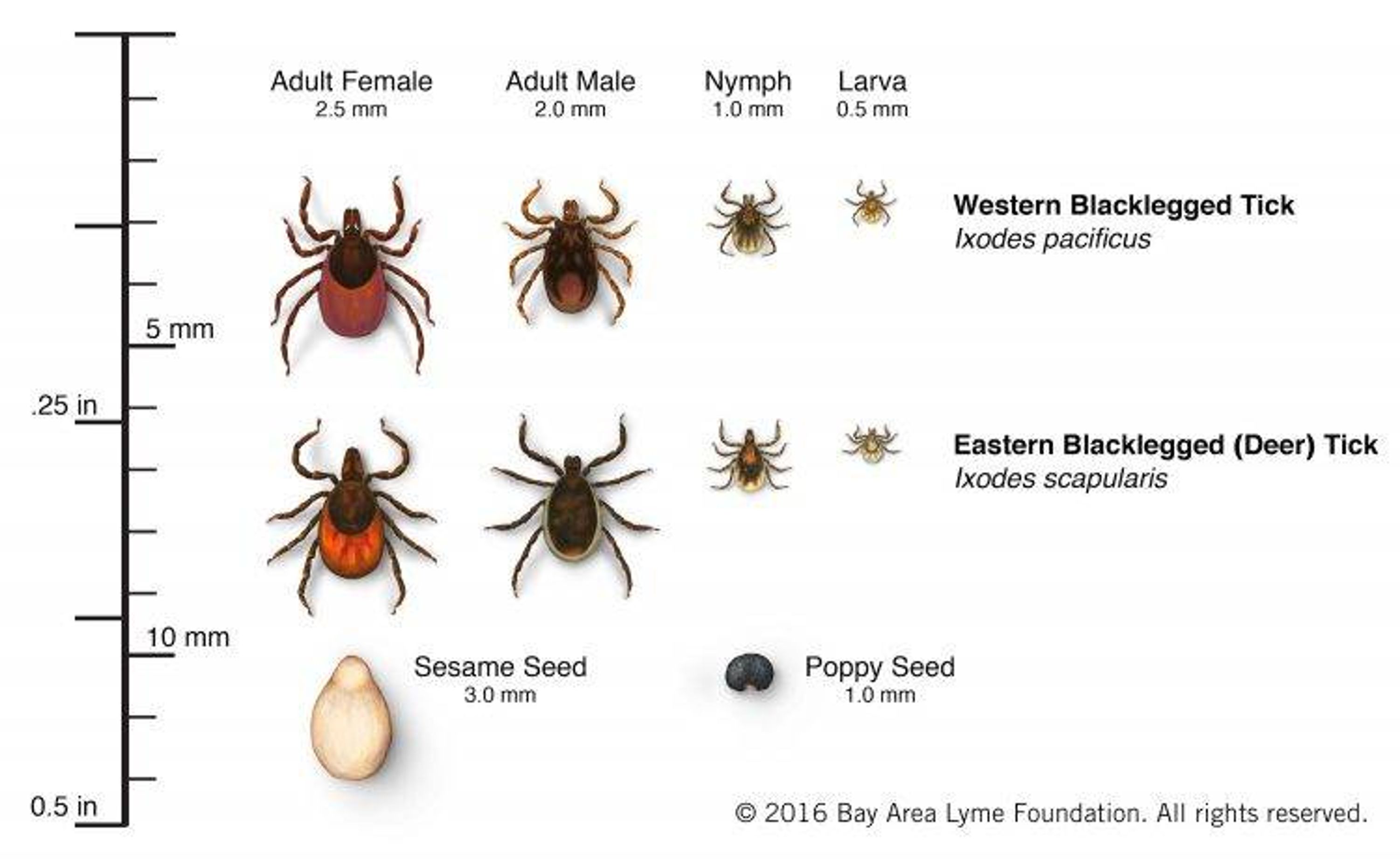 Ticks bite at all three stages of their lives, although as larvae, they are not as likely to carry Lyme disease