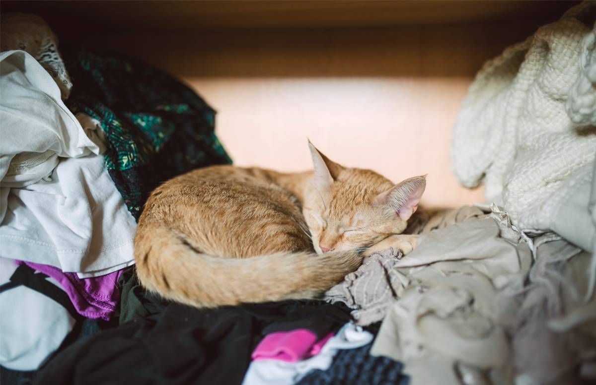 Cat sleeping in a closet on top of clothes