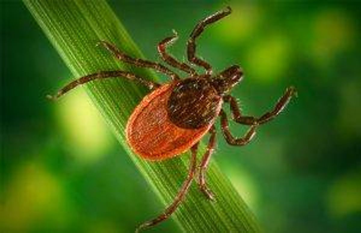 Only the size of a sesame seed, adult blacklegged, or “deer” ticks, are most prevalent in the fall