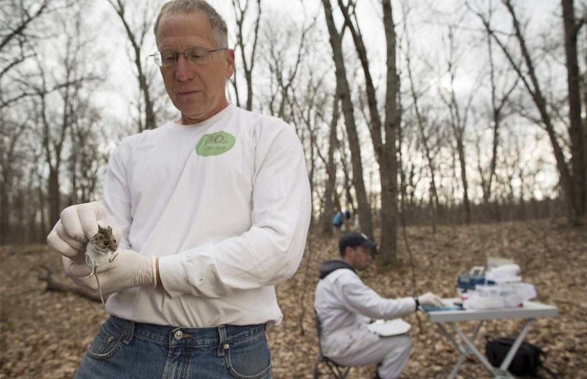 Rick Ostfiled holds a white-footed mouse, a key vector for ticks that spread Lyme disease