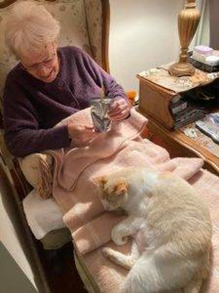 From reader Adrienne B: "Jack the therapy cat in grandma’s lap."