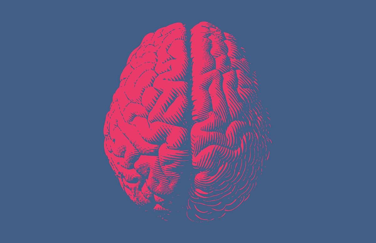 Brain