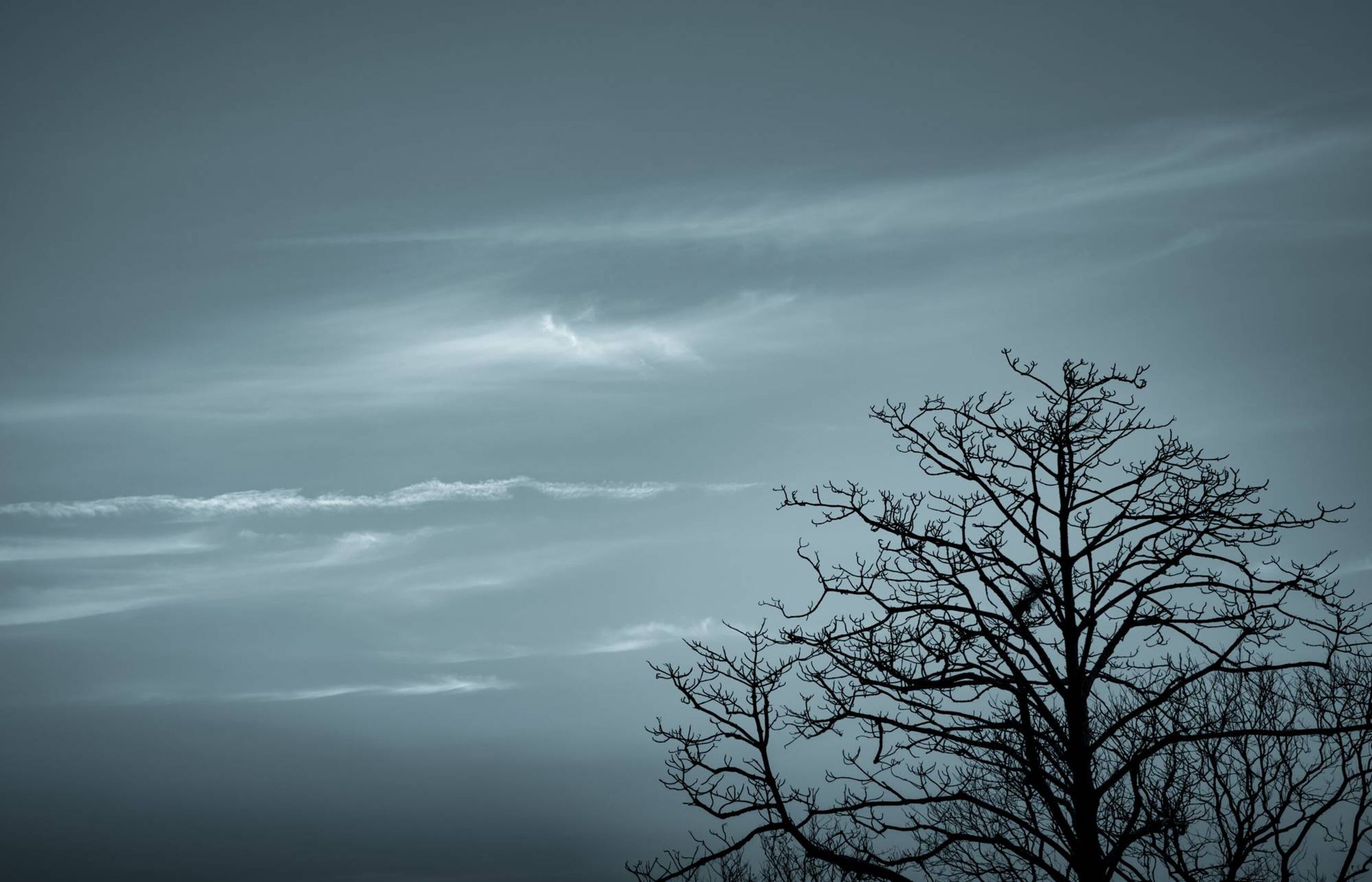 Bare trees, winter sky, blue christmas