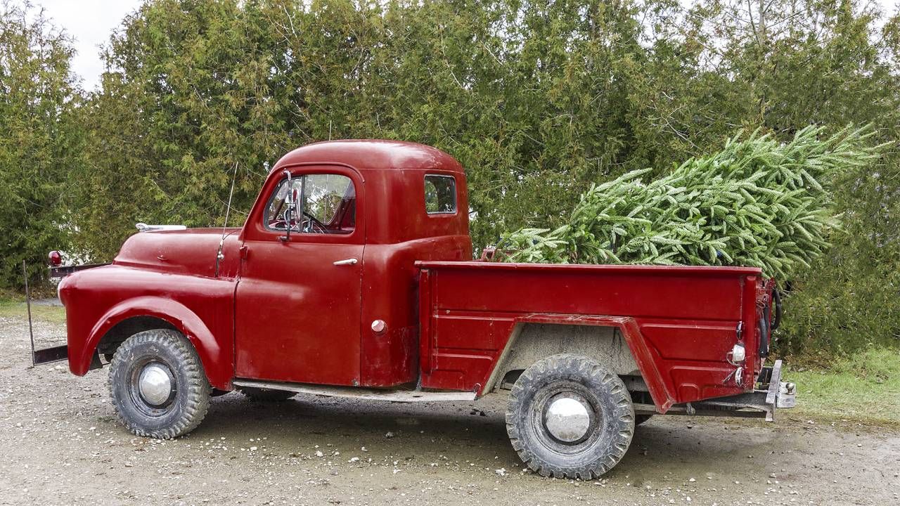Pickup truck with tree, a christmas story, next avenue, holiday, holidays