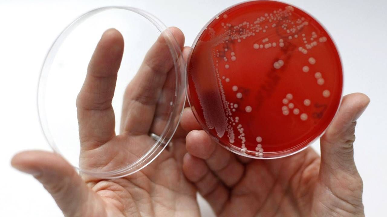 bacteria strain grown in Petri dish, superbugs, Next Avenue, antibiotic overuse