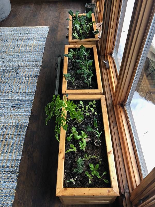 Indoor garden boxes with herbs, Next Avenue