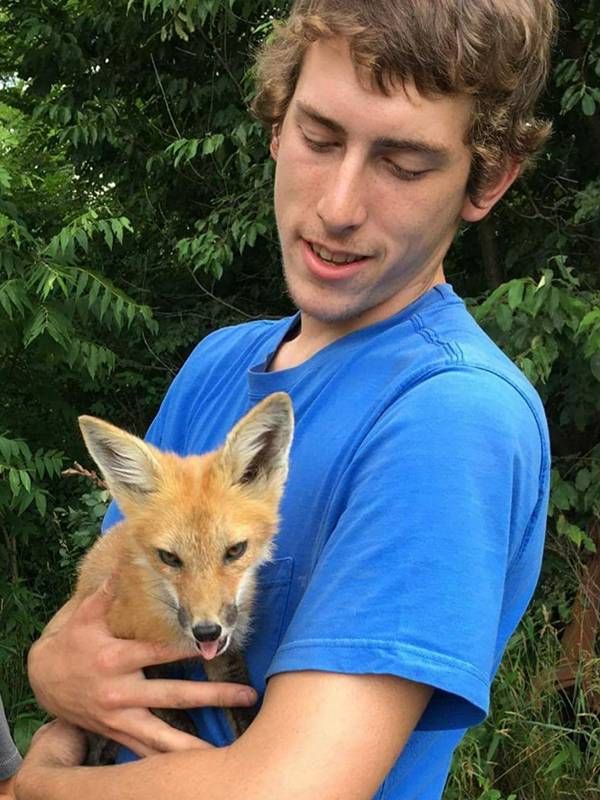 A young man wearing a T-shirt holding a small red fox, loss, Next Avenue