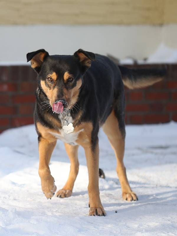 A Black and Brown mutt dog running in the snow, mild cognitive impairment, brain health, Next Avenue