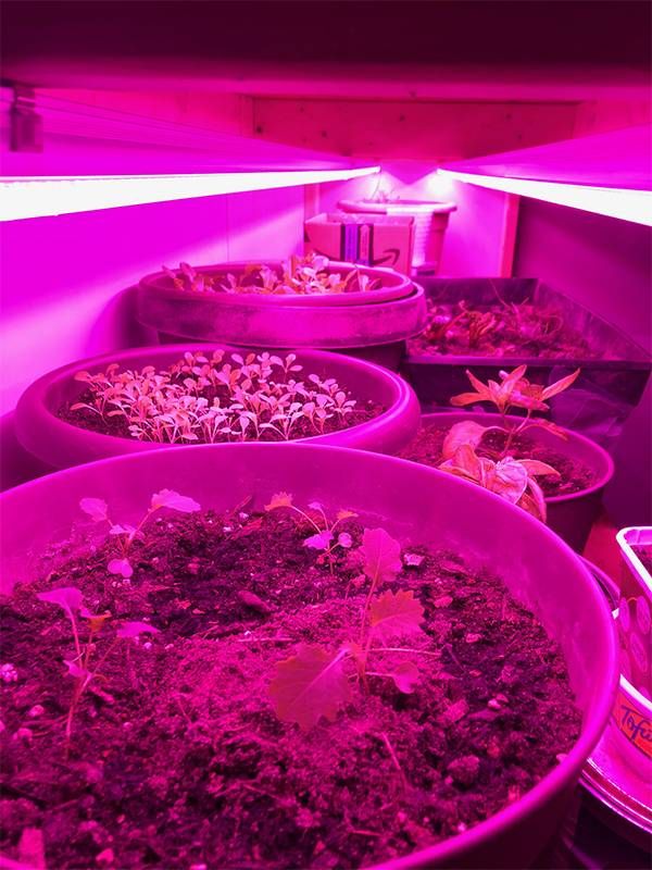 Indoor garden plants under heat lamps, Next Avenue