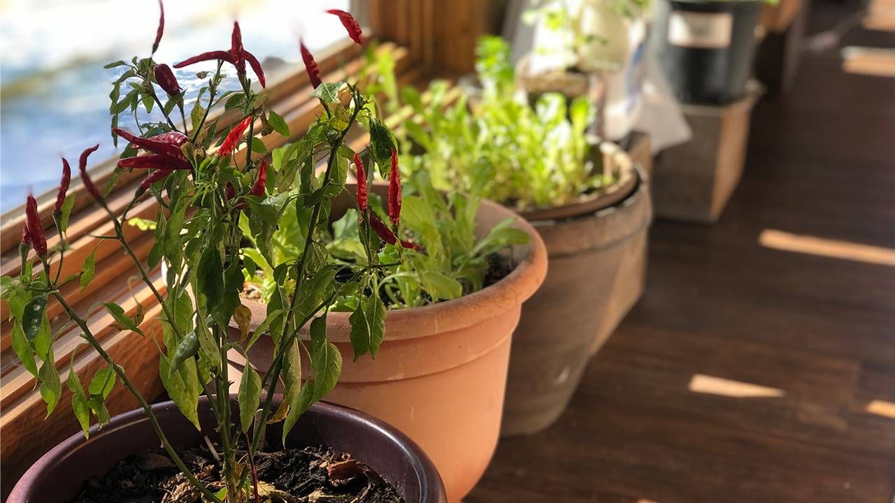 Pepper plants in an indoor garden, winter, Next Avenue
