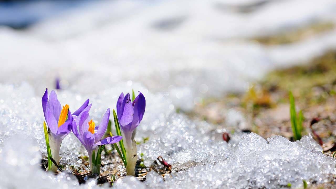 Crocus flowers blooming in the snow, optimistic, hope, Next Avenue