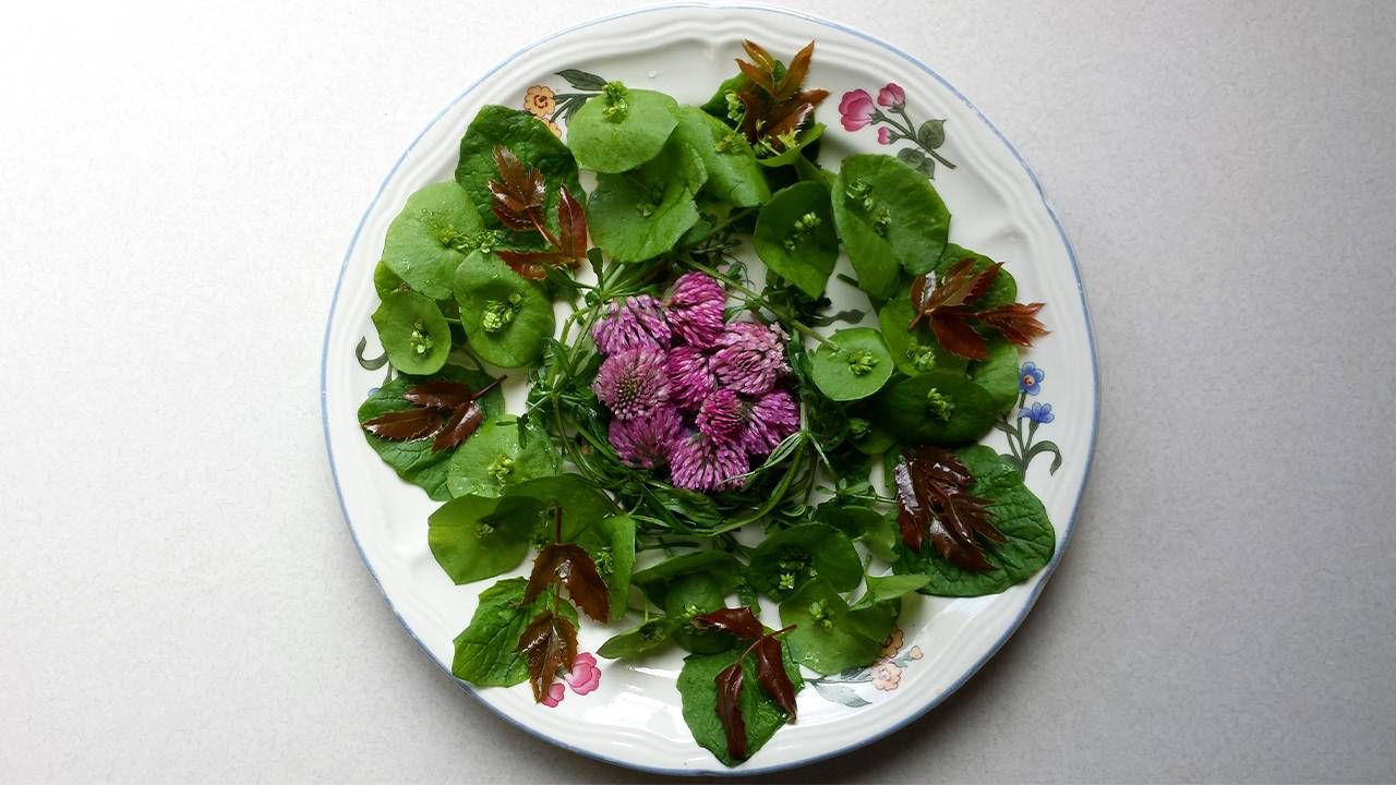 A colorful plate of greens and clover flowers. Foraging, forage, nature, Next Avenue