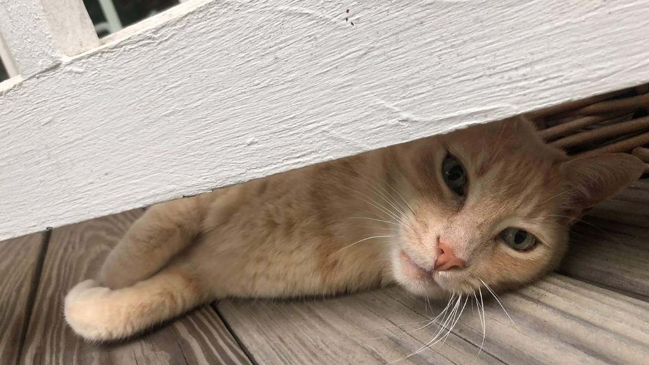 A cat laying outside on a deck. Cat, Kitty, Avenue