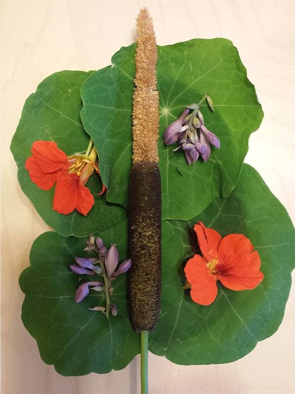 Foraged cattail and nasturtium flowers. Foraging, Next Avenue