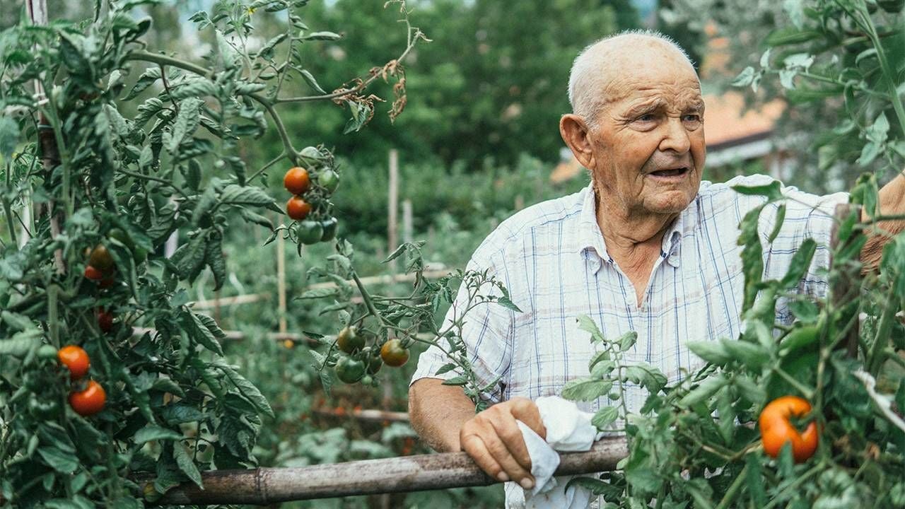 A man who lives alone gardening outside, pruning tomatos. Next Avenue, dementia, live alone