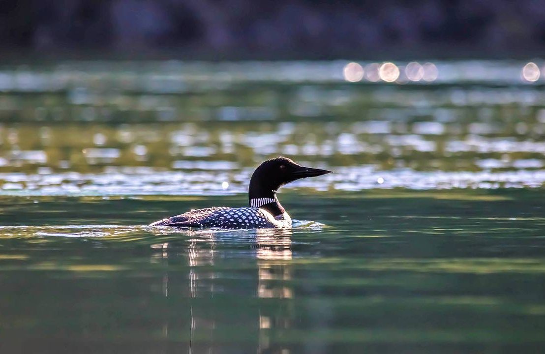 A loon swimming in a lake. Grief, swimming, loons, Maine, Next Avenue
