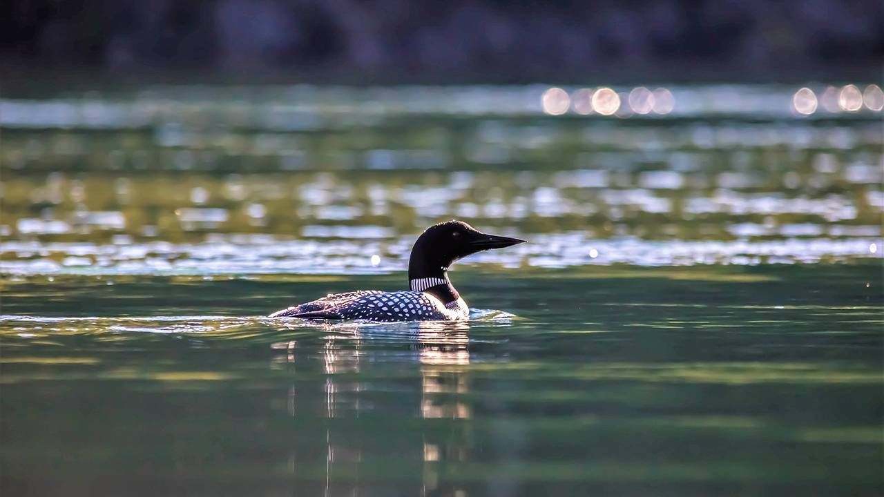 A loon swimming in a lake. Grief, swimming, loons, Maine, Next Avenue