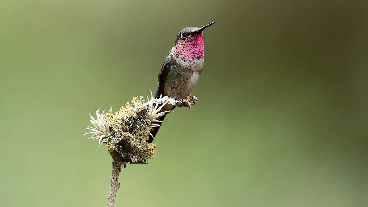 An image of an Amethyst Woodstar hummingbird sitting on a branch.