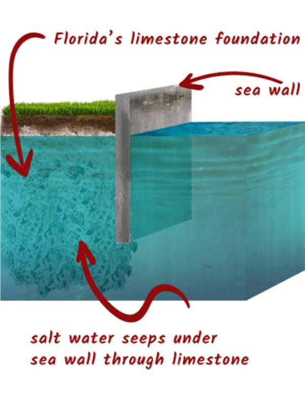 A graphic illustration of how water seeps under the sea wall through limestone in Florida. Next Avenue, Surfside, collapse, climate change