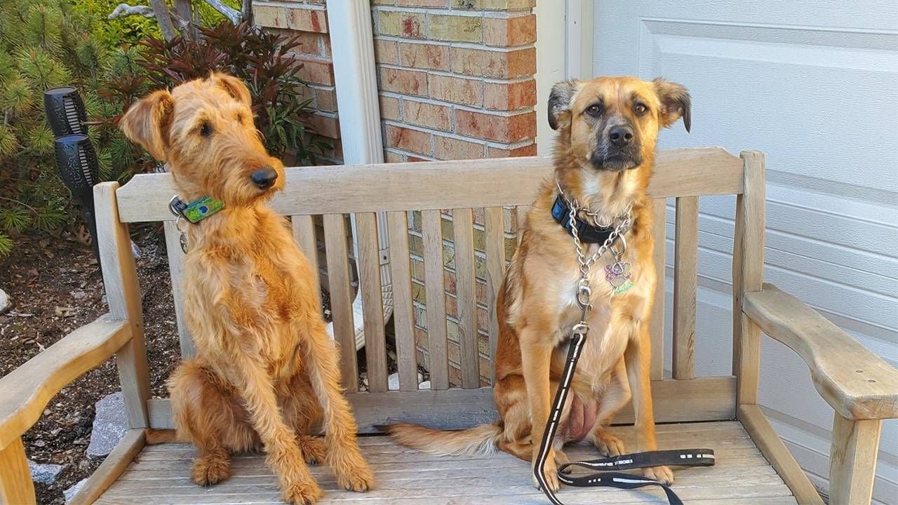 Two dogs sitting on a bench. Pets, dog owner help, Next Avenue