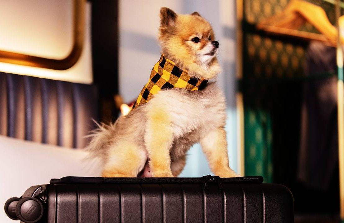 A dog on top of a suitcase wearing a scarf. Dogs, pets hotel, travel, Next Avenue