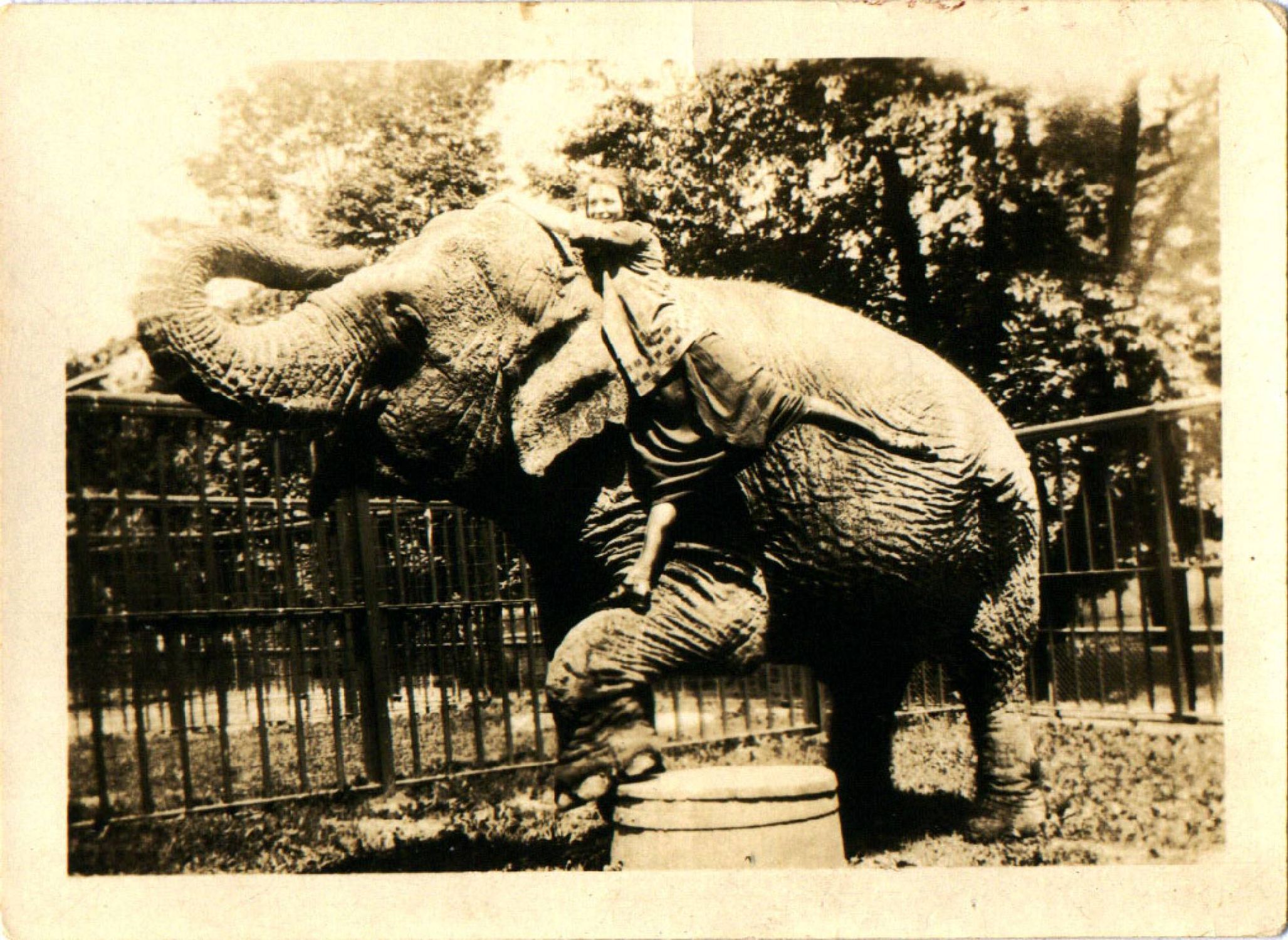 old photo of a circus elephant. Next Avenue, great-grandmother