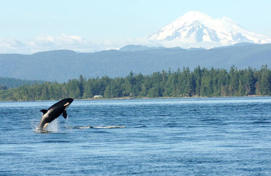 An orca whale jumping out of the water with a mountain in the back.