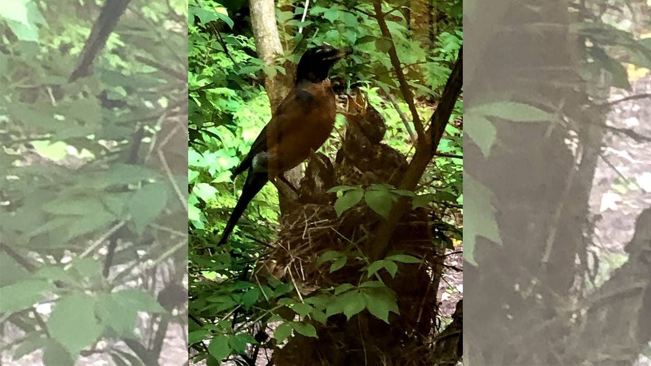 A mother Robin feeding two babies. Next Avenue, Birds