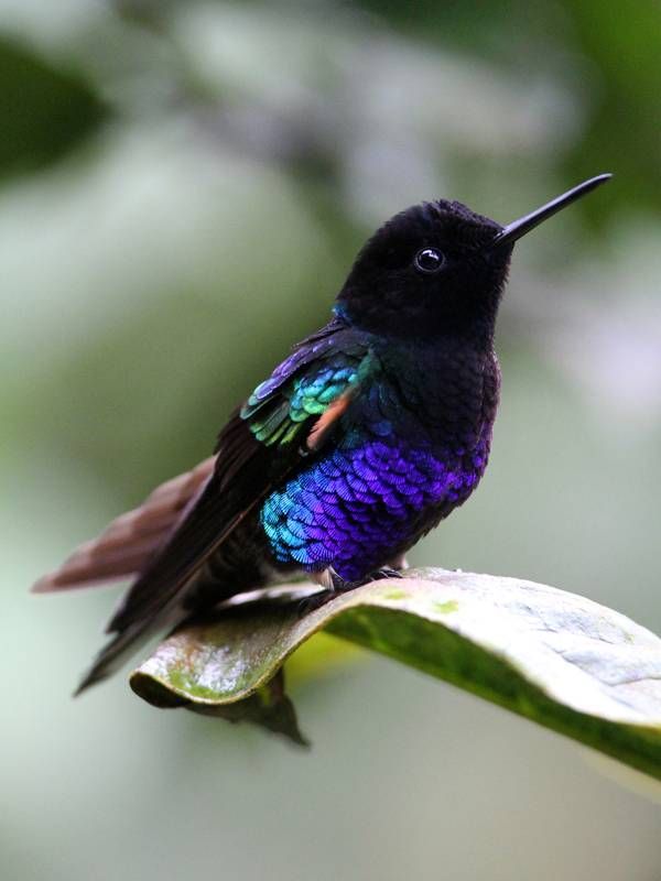 velvet purple coronet, hummingbirds