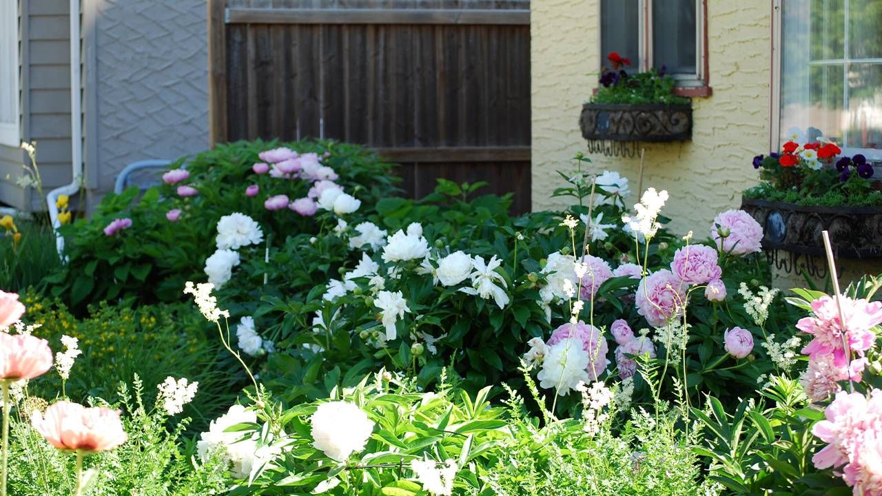 A garden of peonies and poppy flowers. Next Avenue, mild cognitive impairment