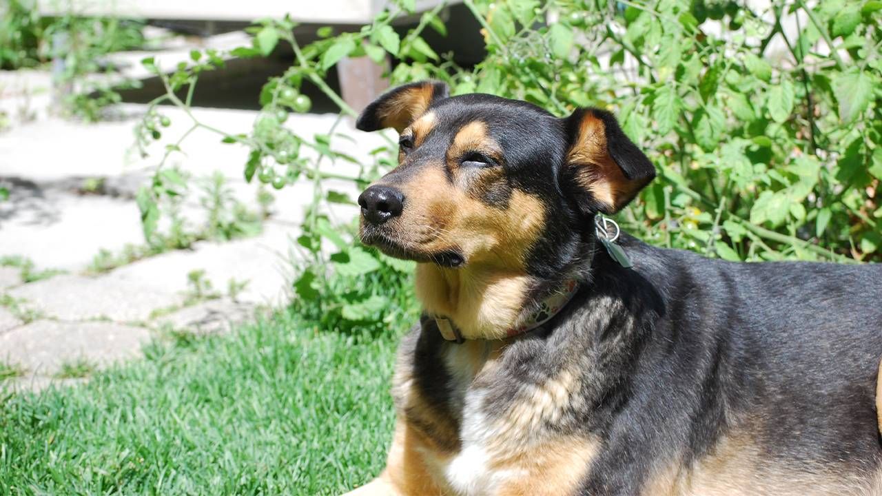 The writer's dog mabel sitting outside in the sun. Next Avenue, mild cognitive impairment