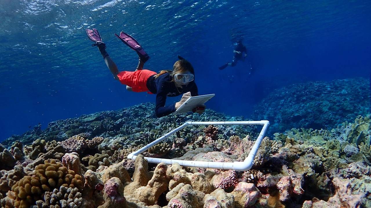 A diver underwater looking at coral reef. Next Avenue, environmentalists, conservation