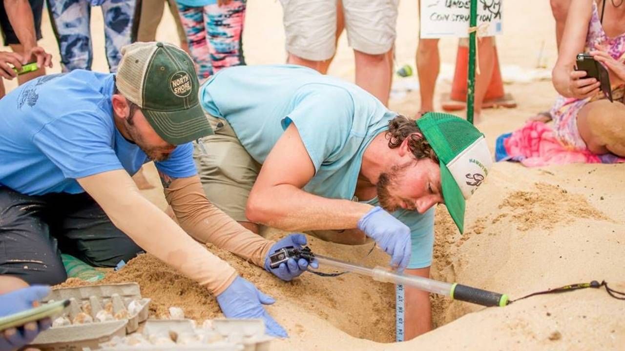 A conservation team measuring in the sand. Next Avenue, environmentalists, conservation