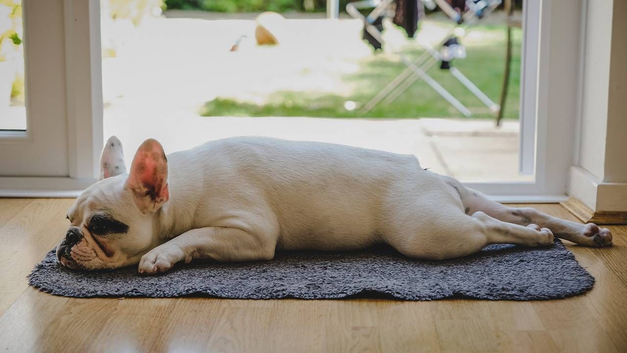 A french bulldog laying down on a mat. Next Avenue, anti social dog behavior, separation anxiety, pandemic dog