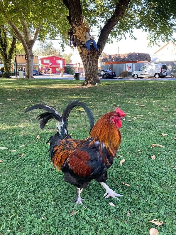 Student photography of a rooster in grass from the photo mini guide. Next Avenue