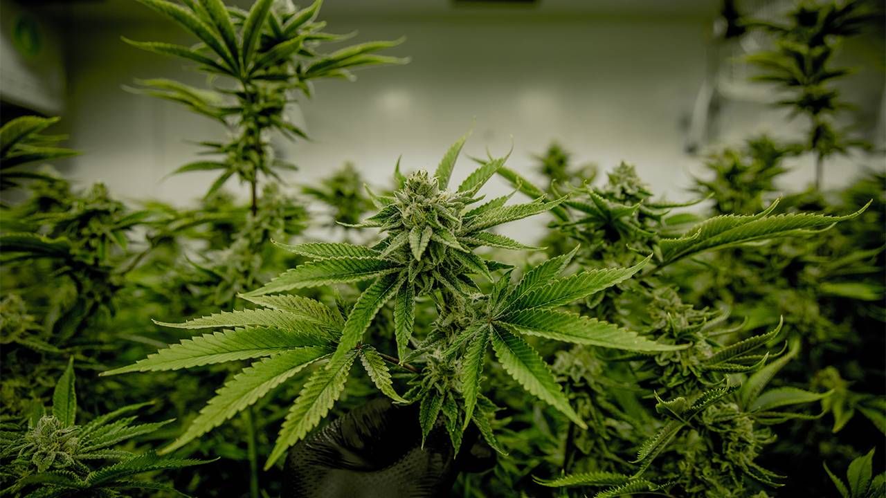 A group of marijuana plants grown for medical marijuana. Next Avenue