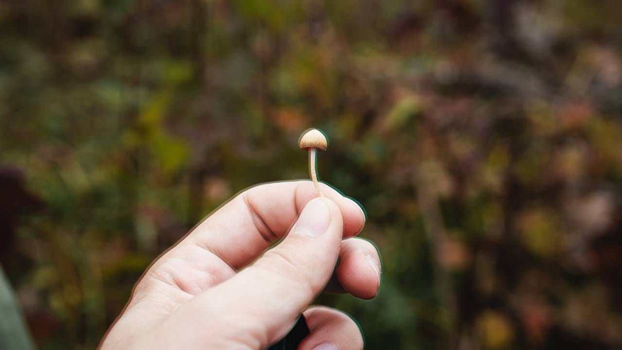 A person's hand holding up a psychedelic mushroom. Next Avenue, Psilocybin, ketamine, MDMA, depression, PTSD