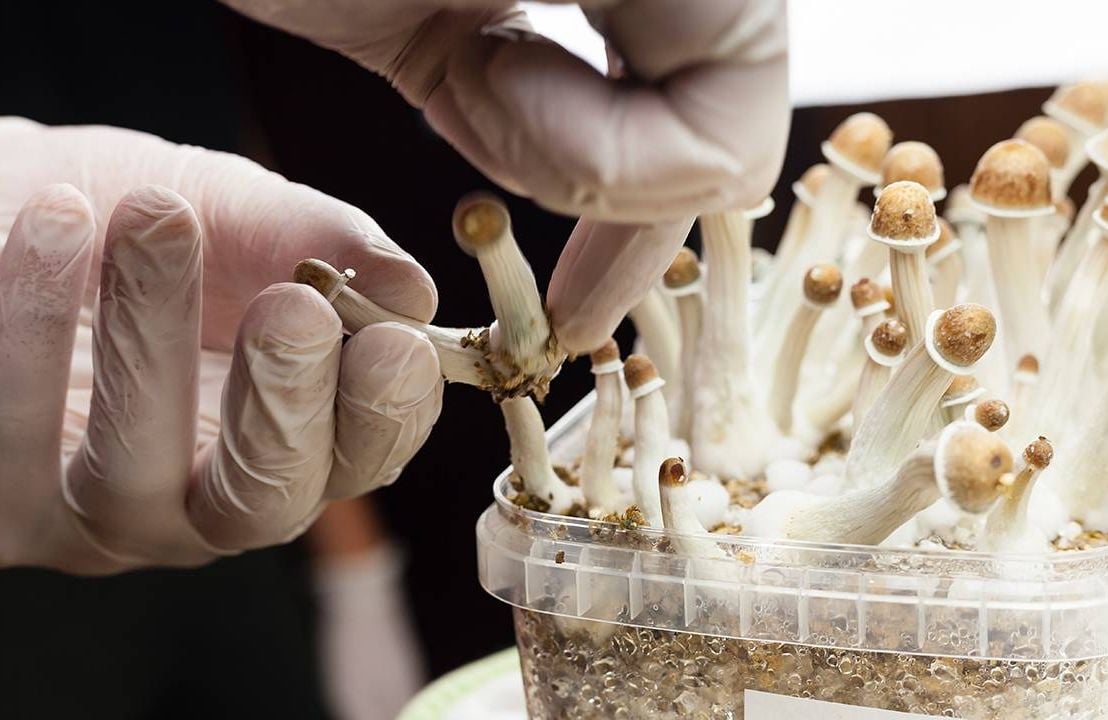 Psychedelic mushrooms being grown in a clinical lab setting while a person harvests them. Next Avenue, psychedelic-assisted therapy, end-of-life, psychedelic, psilocybin