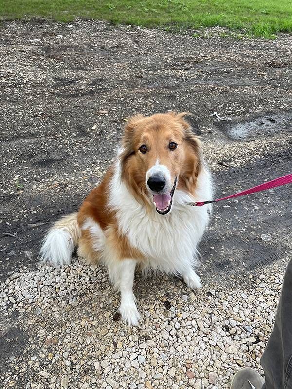 A shepherd dog on a leash outside. Next Avenue, mild cognitive impairment