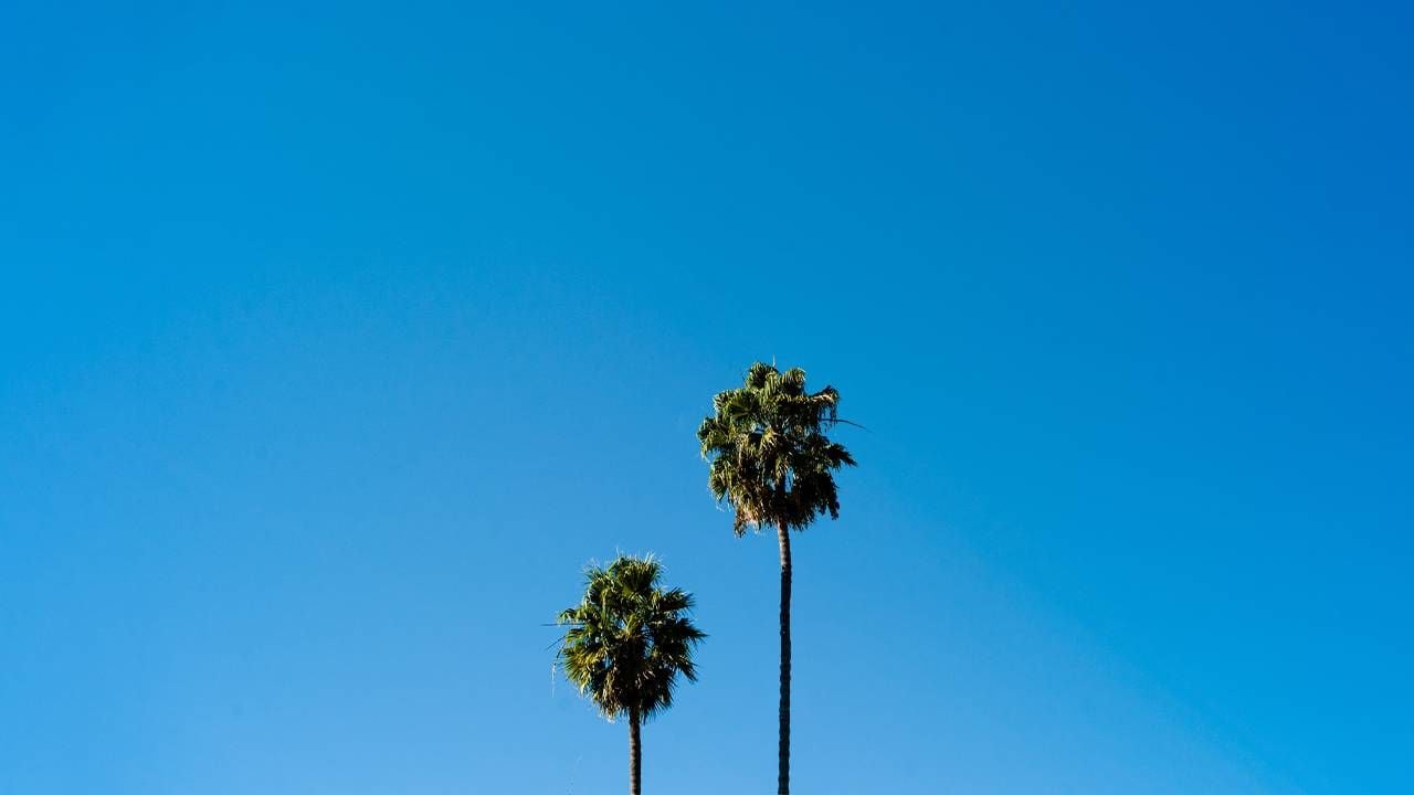 A big blue sky with a short palm tree next to a tall palm tree. Next Avenue, shrinking with age