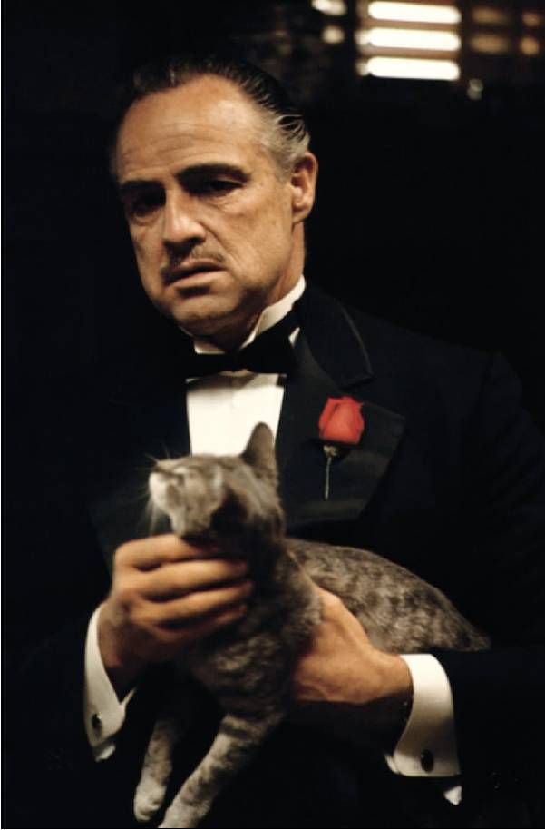 A photo of Marlon Brando holding a cat on the set of The Godfather. Next Avenue, 50th Anniversary