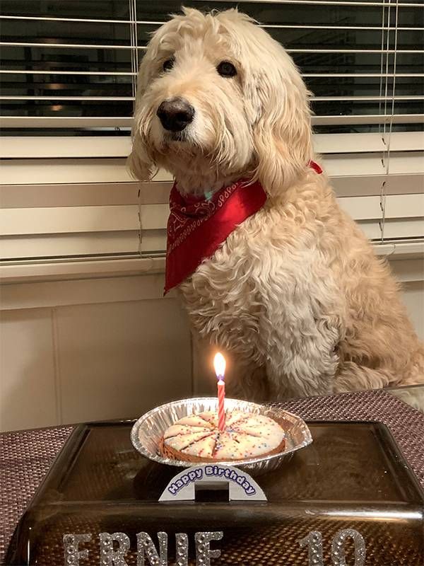 A dog sitting in front of a birthday dog treat with a lit candle. Next Avenue