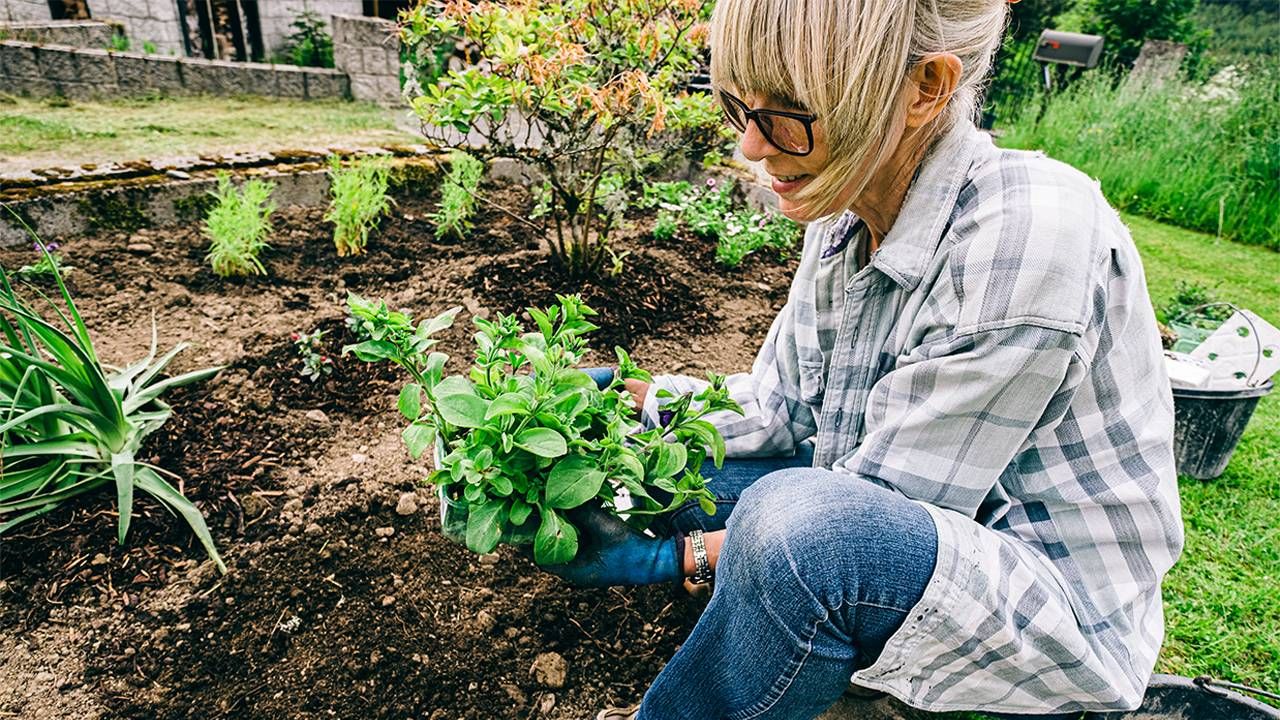 An older adult planting in their backyard garden. Next Avenue, bugs, pests, disease