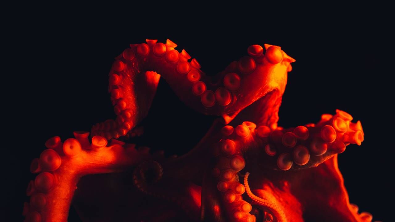 An underwater photo of an octopus. Next Avenue, Takotsubo, broken heart syndrome