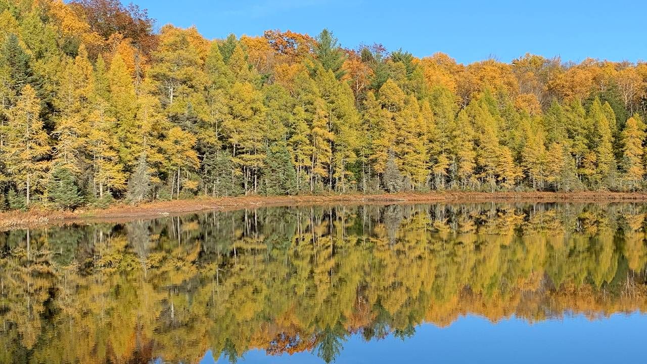 A forest during fall with a blue sky. Next Avenue, places to travel during pandemic