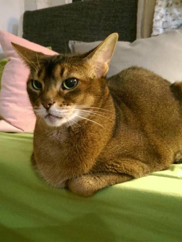 A tan colored cat laying down on a couch. Next Avenue, what happens to pets when owners die