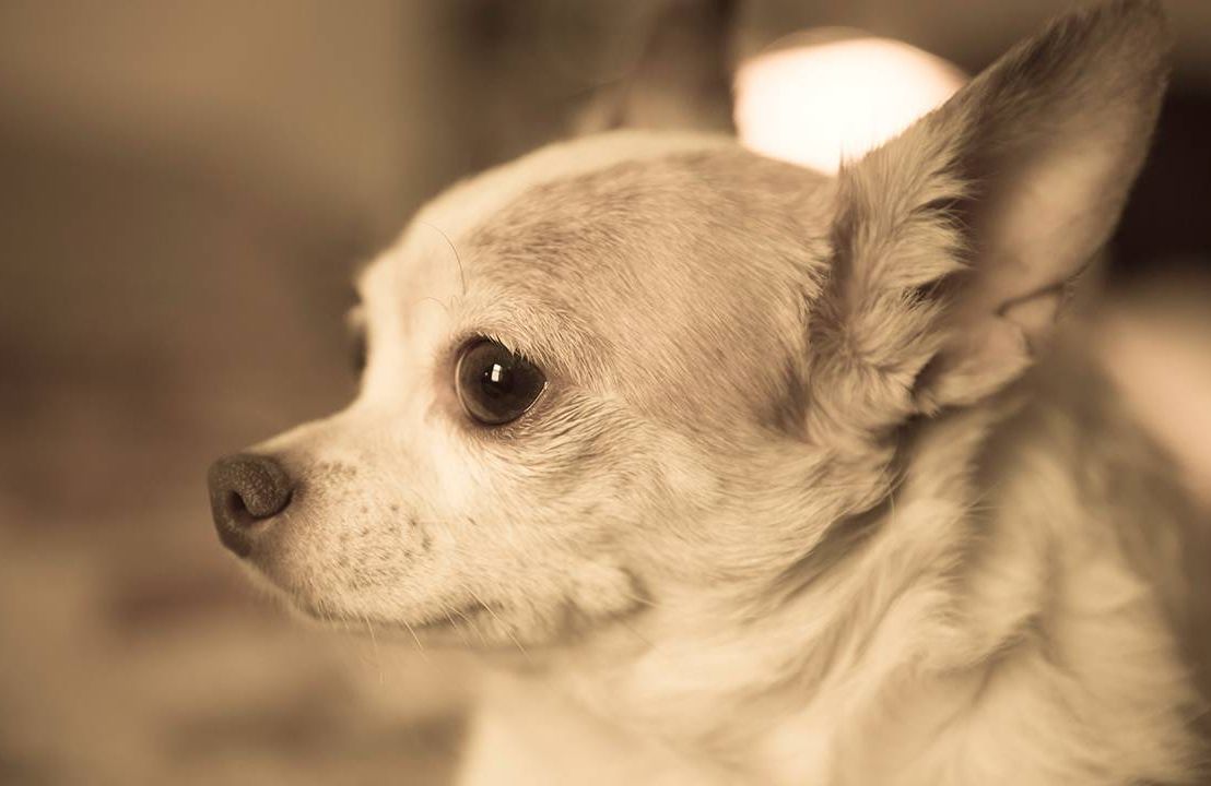 A little Chihuahua dog with perky ears. Next Avenue, what happens to pets when owners die