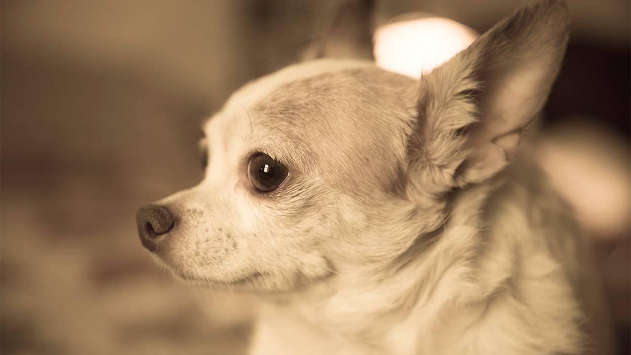 A little Chihuahua dog with perky ears. Next Avenue, what happens to pets when owners die