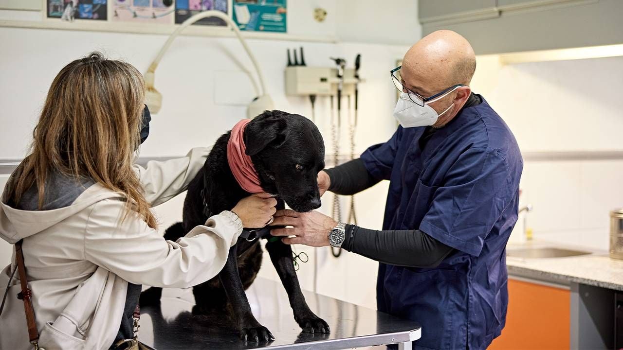 An older veterinarian examining a dog in the clinic. Next Avenue